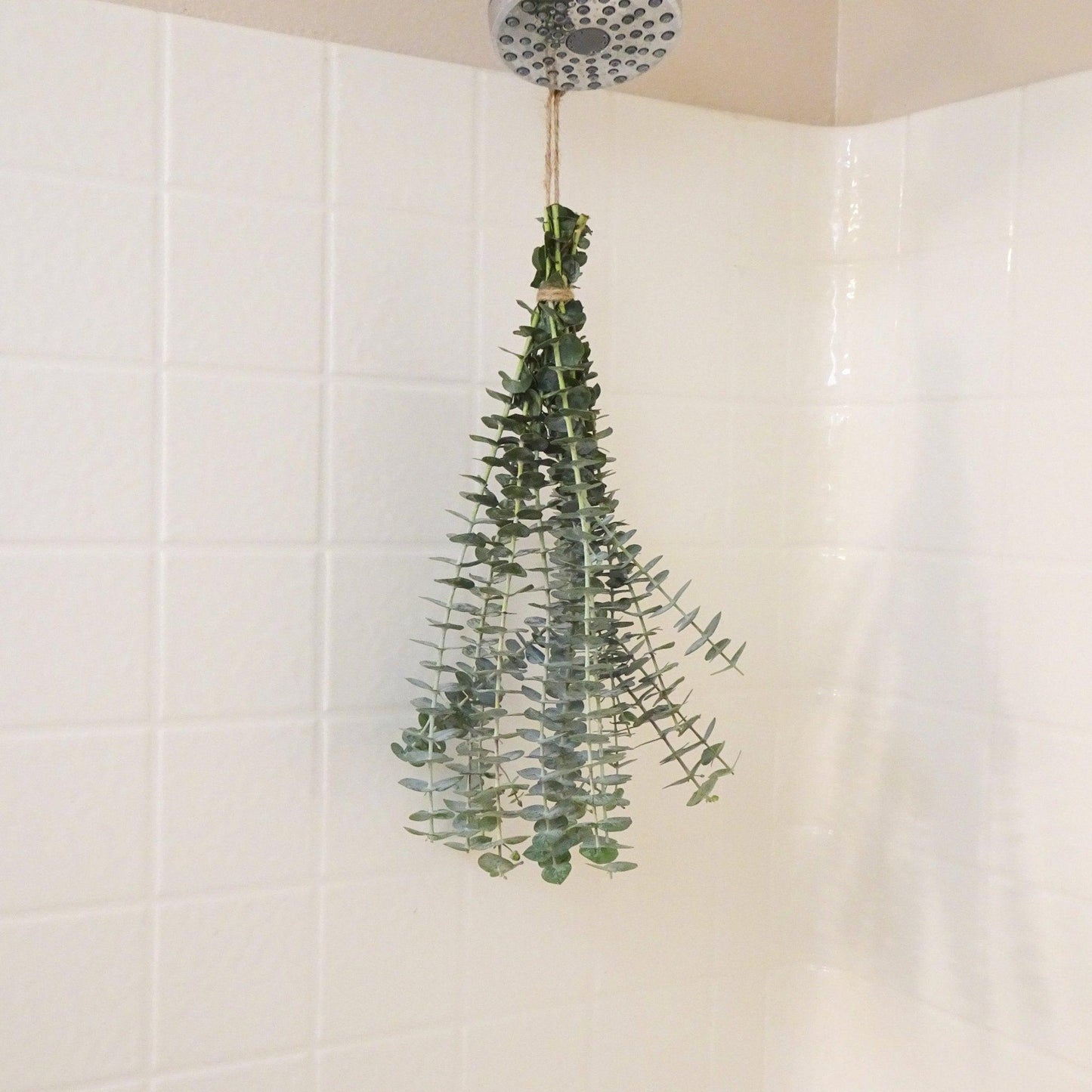 Fresh Eucalyptus Shower Bundle - Hello Eucalyptus