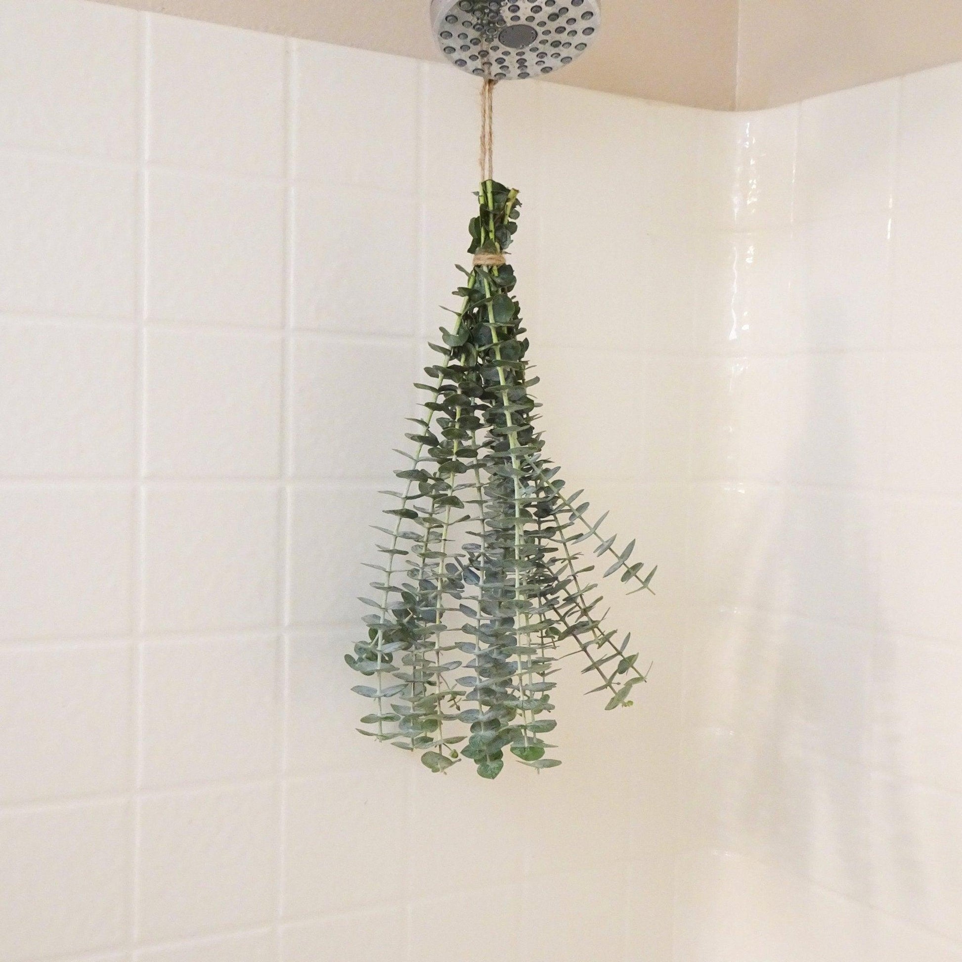 Fresh Eucalyptus Shower Bundle - Hello Eucalyptus