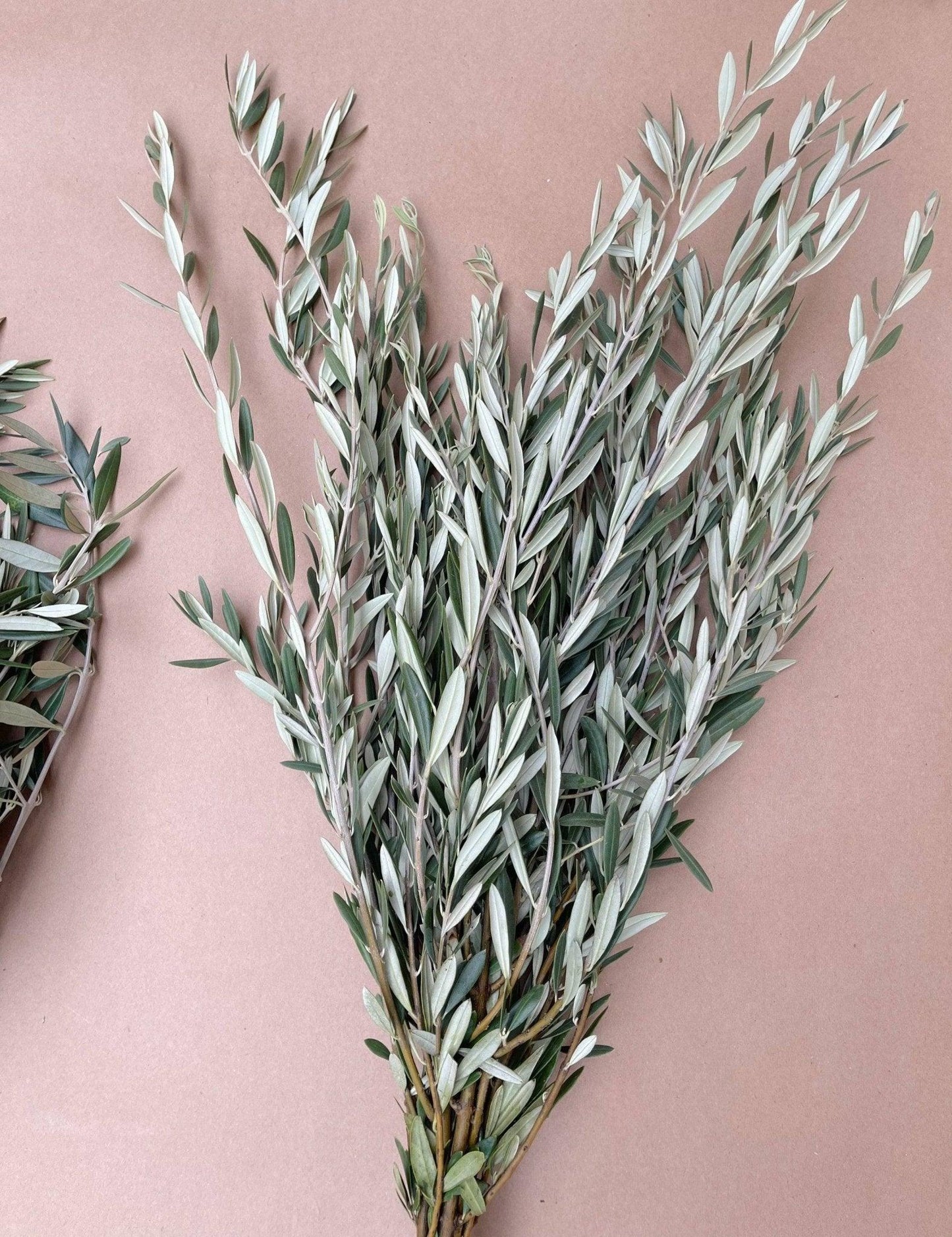 Real Olive Branch Bundle Fresh/Dry - Hello Eucalyptus