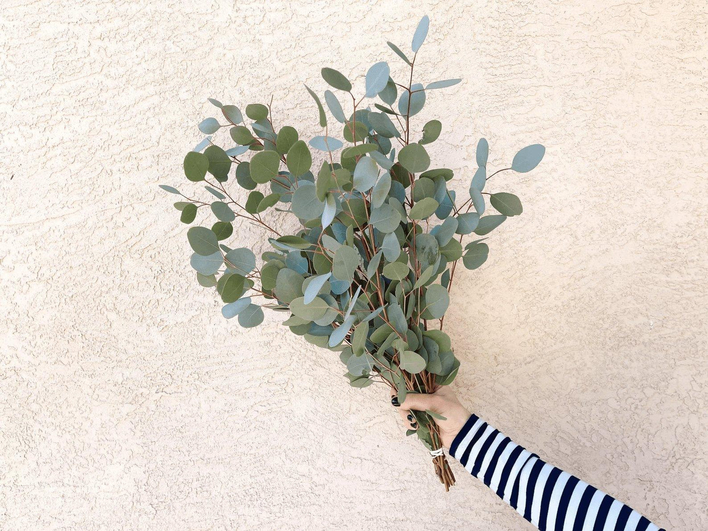 Silver Dollar Eucalyptus Bundle Fresh/Dried | Wedding Foliage Greenery - Hello Eucalyptus
