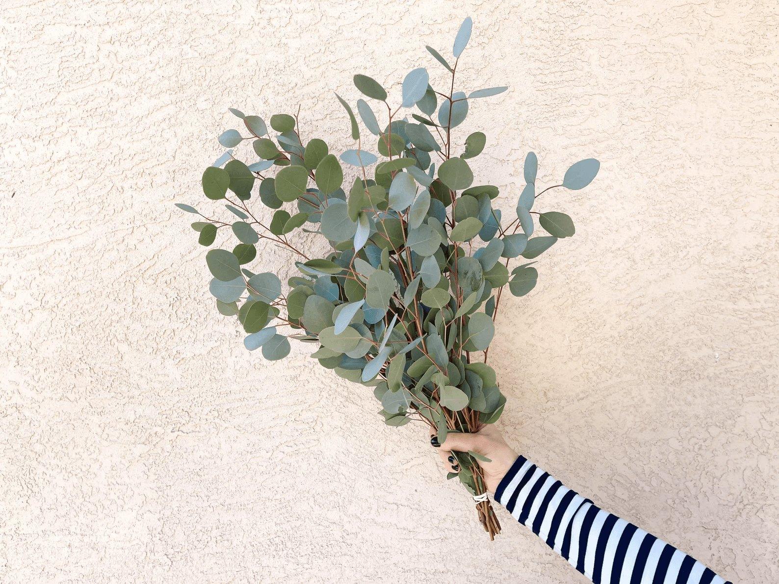 Silver Dollar Eucalyptus Bundle Fresh/Dried | Wedding Foliage Greenery - Hello Eucalyptus