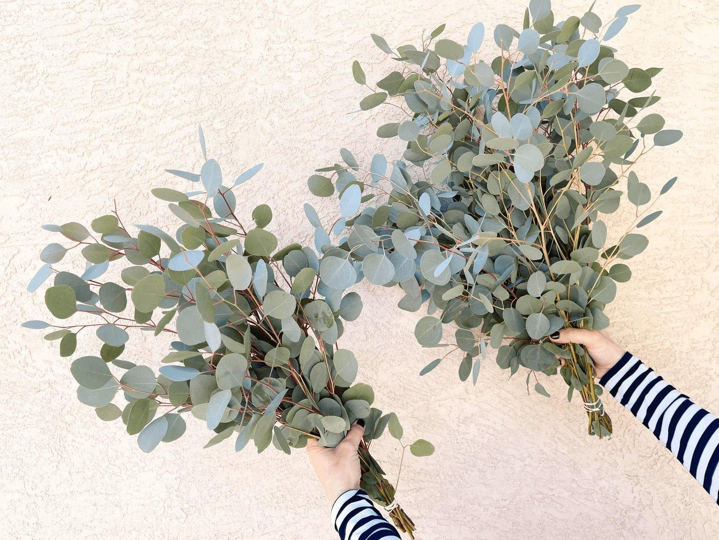 Silver Dollar Eucalyptus Bundle Fresh/Dried | Wedding Foliage Greenery - Hello Eucalyptus
