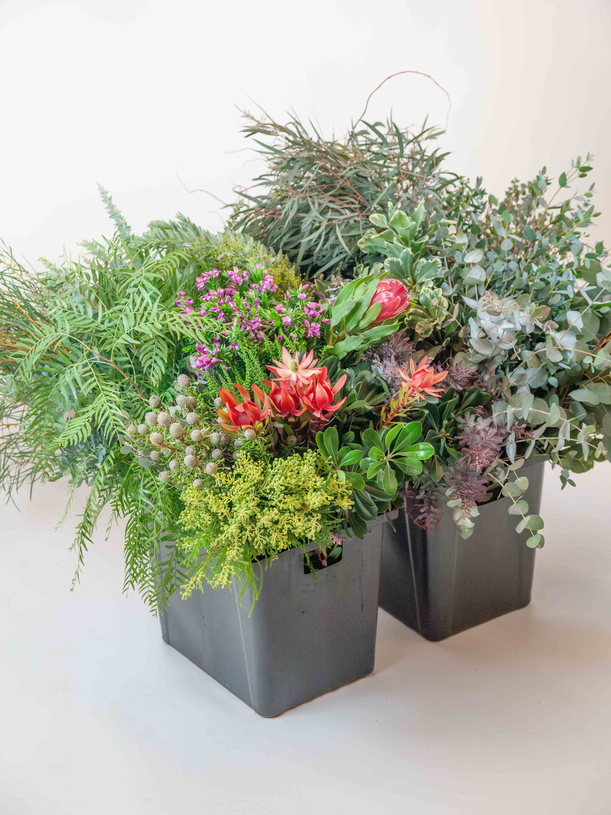 Box Greenery Shop Eucalyptus | Flowers | Fresh Garlands | Bulk Eucalyptus Greenery ...