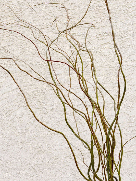 curly willow stems 