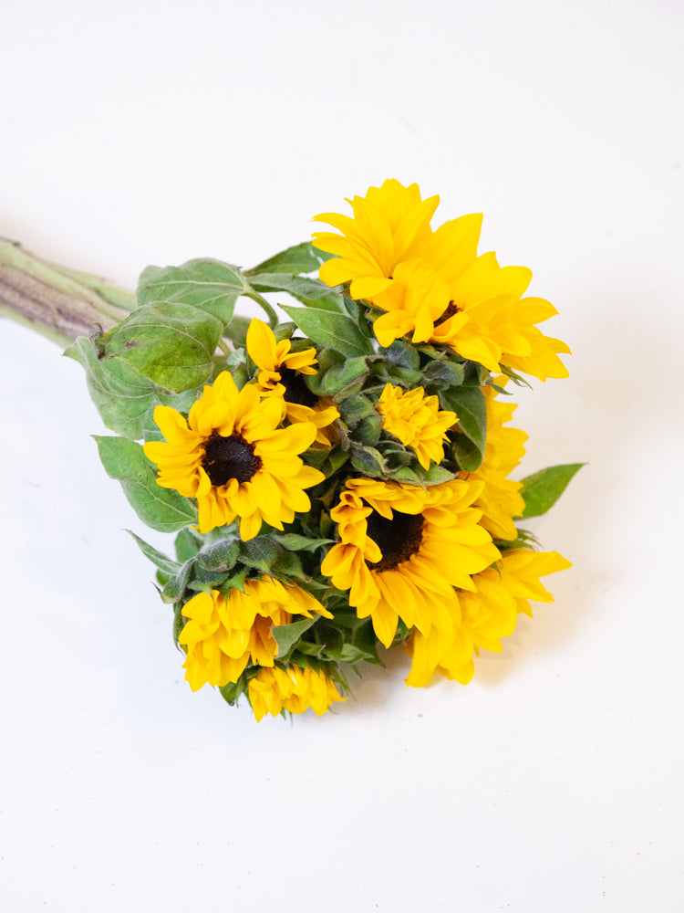 Bulk Mini Sunflowers
