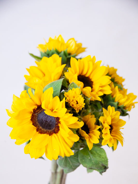 Bulk Mini Sunflowers