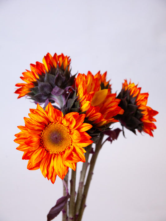 Bulk Tinted Sunflowers