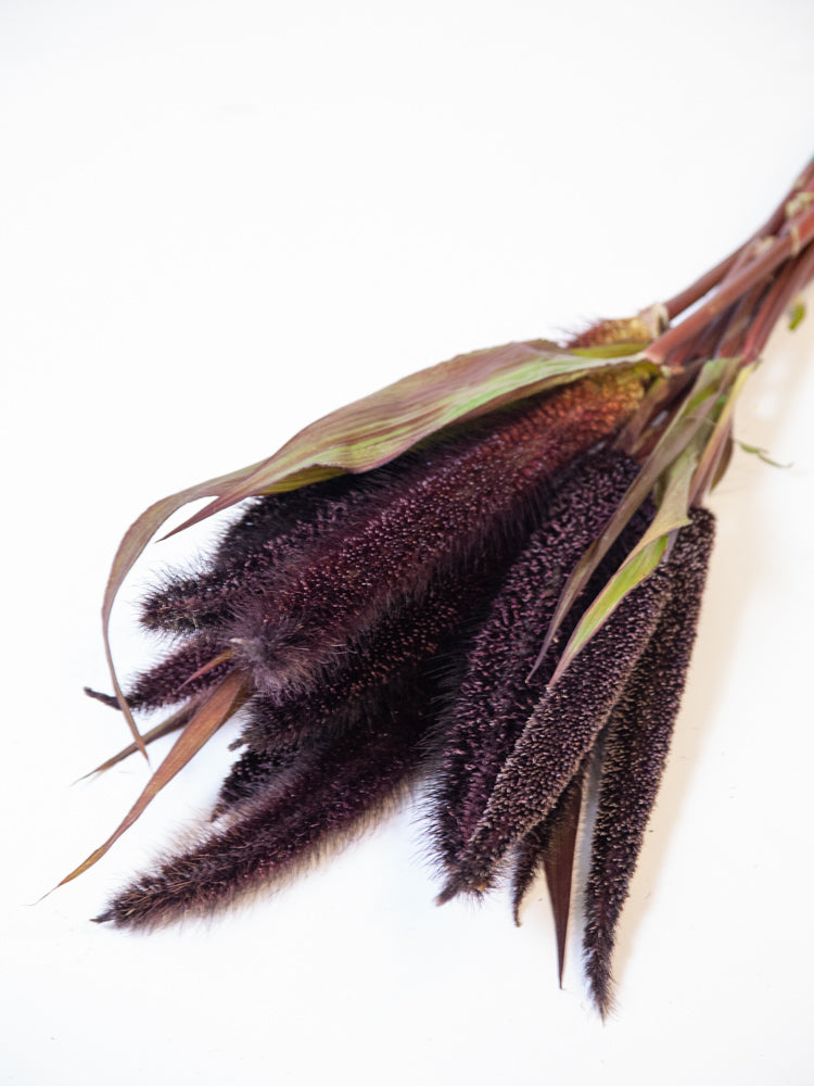 Bulk Purple Majesty Millet