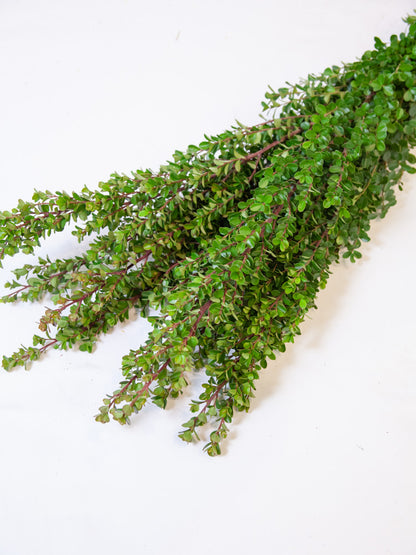 Bulk Boxwood