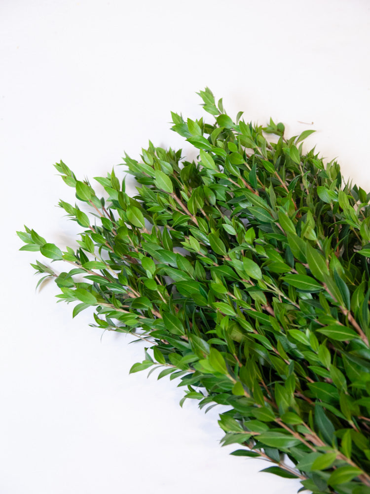 Bulk Myrtle