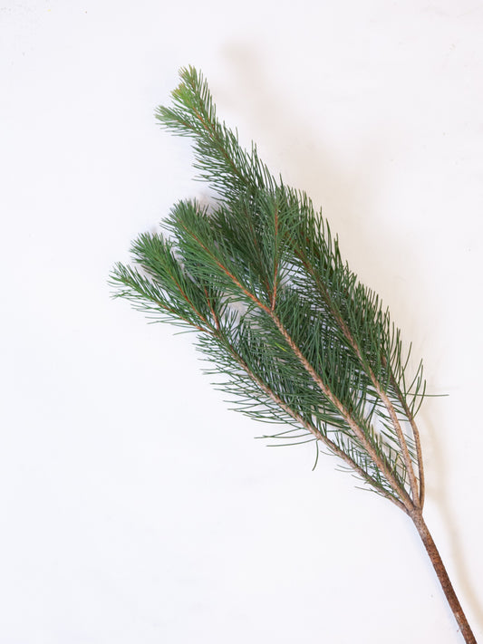 Bulk Australian Pine