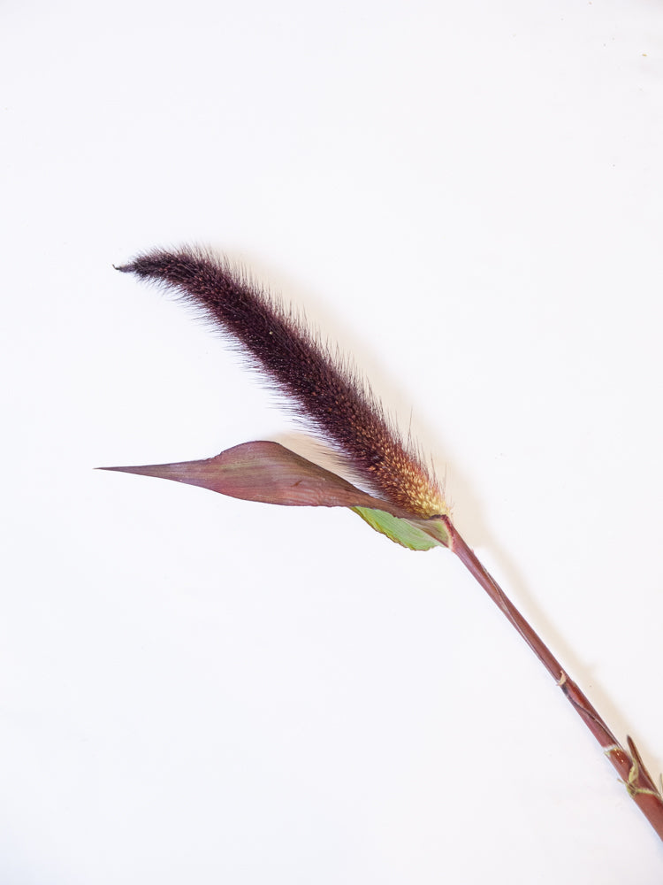 Bulk Purple Majesty Millet