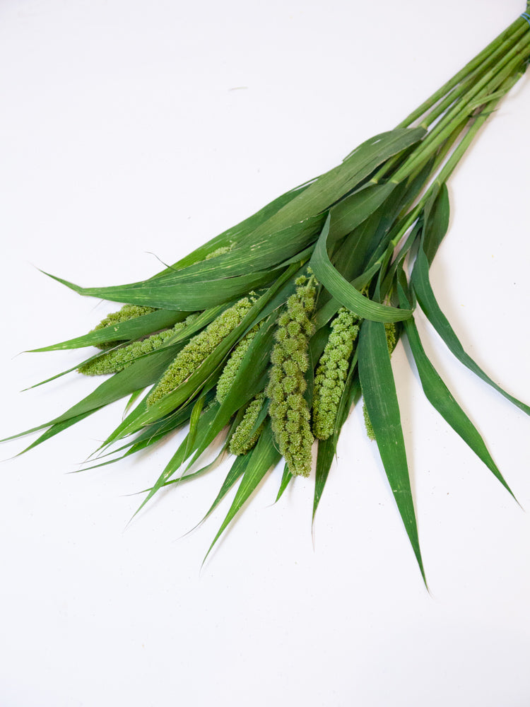 Bulk Green Hanging Millet