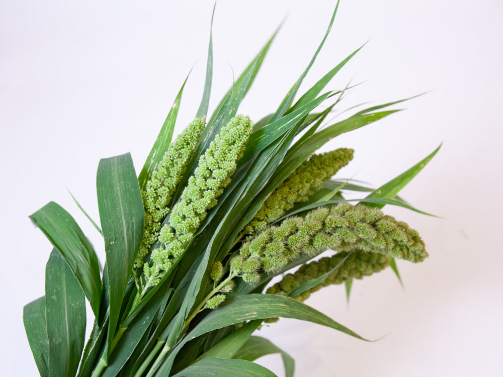 Bulk Green Hanging Millet