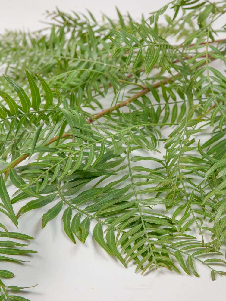 Bulk Pepperberry Foliage