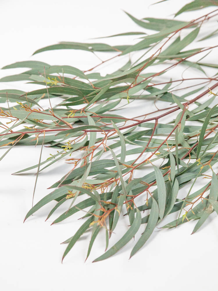 Bulk Feather Eucalyptus - Hello Eucalyptus 