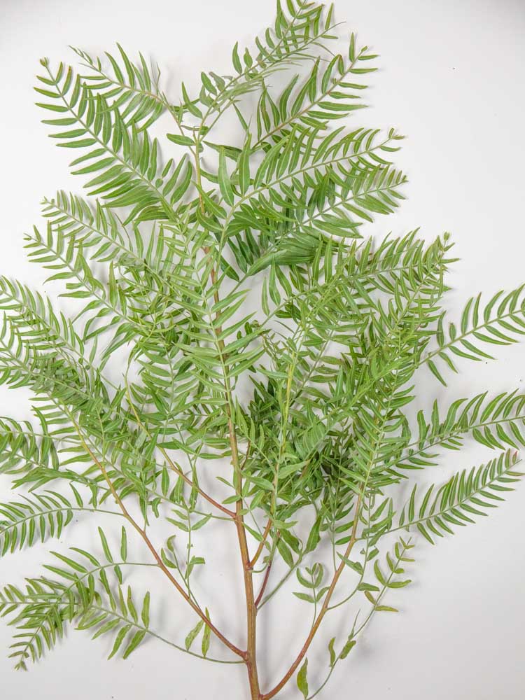 Bulk Pepperberry Foliage - Hello Eucalyptus 