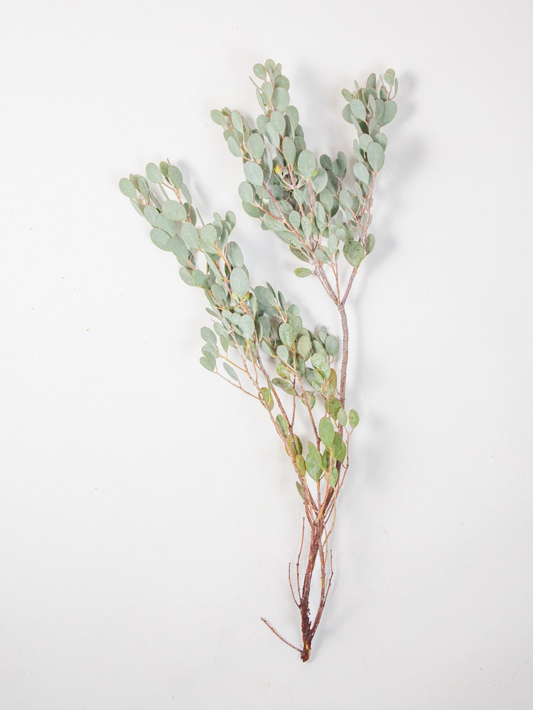 Bulk Gumdrop Eucalyptus - Hello Eucalyptus 