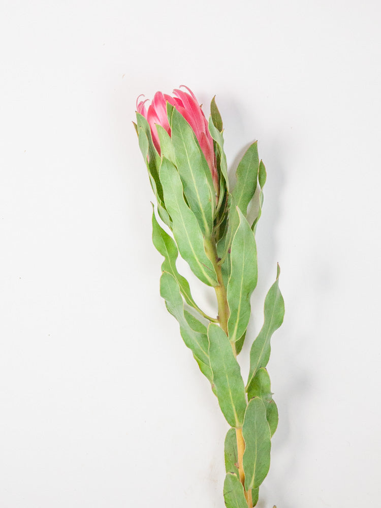 Bulk Pink Proteas - Hello Eucalyptus 