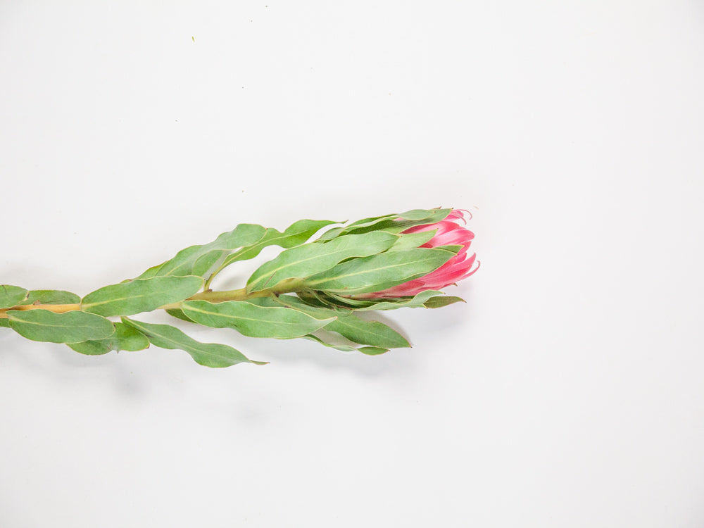 Bulk Pink Proteas - Hello Eucalyptus 