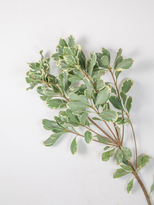 Bulk Varigated Green Pittosporum