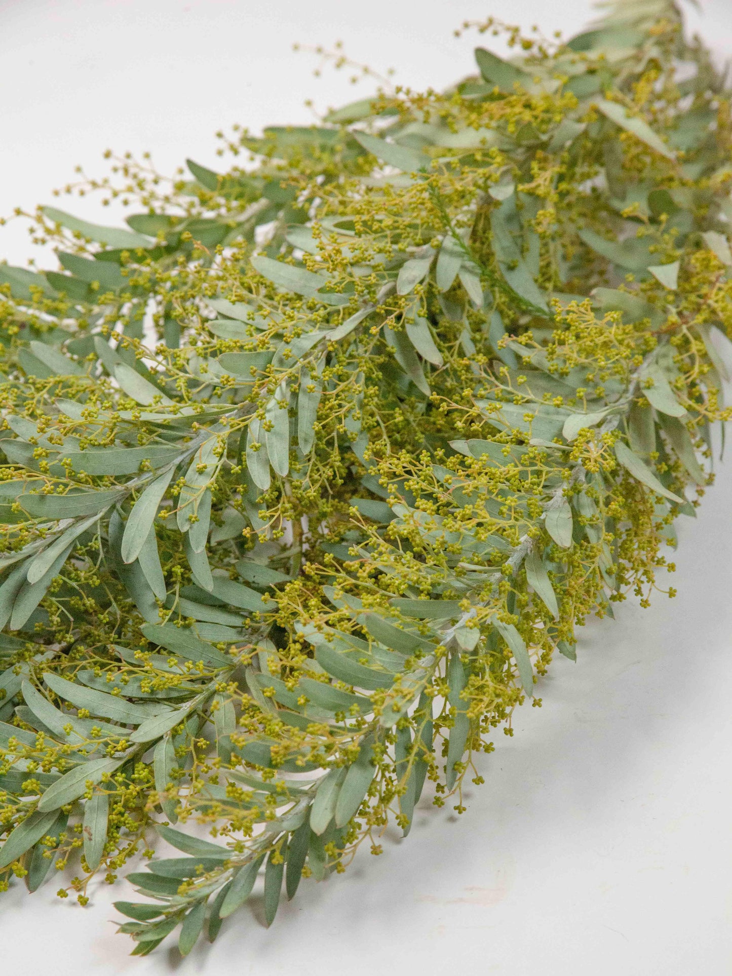 Bulk Golden Veil Acacia - Hello Eucalyptus 