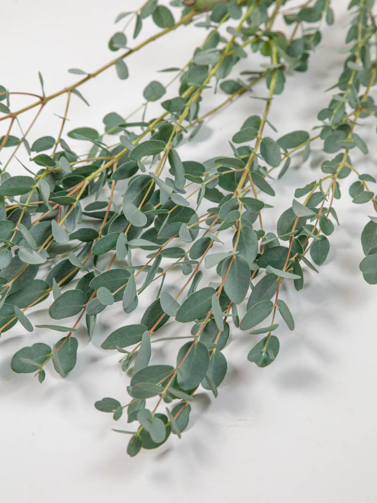 Bulk Gunnii Eucalyptus - Hello Eucalyptus 