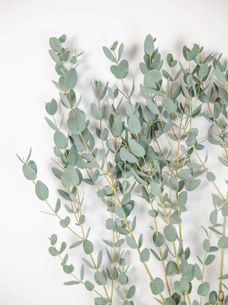 Bulk Gunnii Eucalyptus - Hello Eucalyptus 