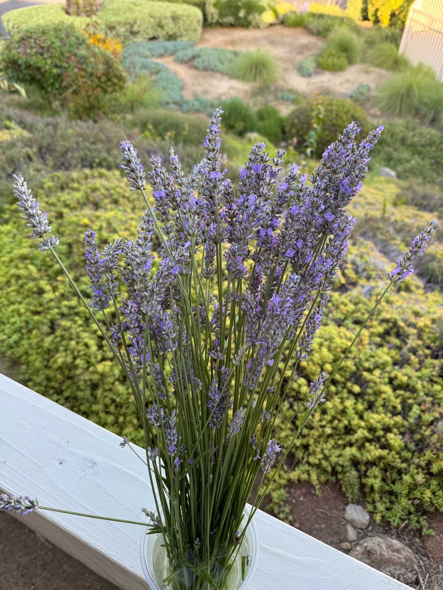 "Limited" Fresh Lavender Deluxe Eucalyptus Shower Bundle