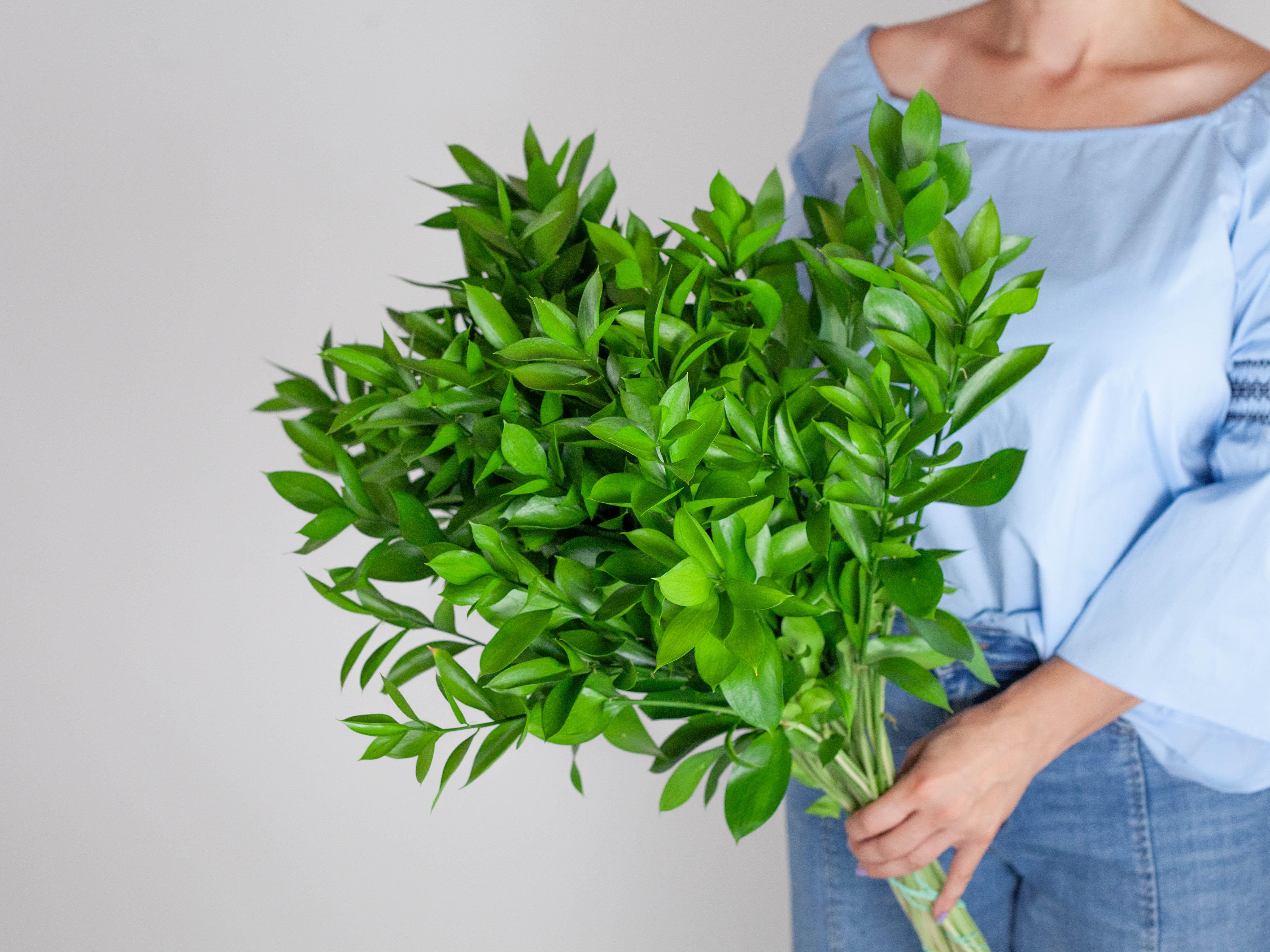 Wholesale Israeli Ruscus Stems – Hello Eucalyptus