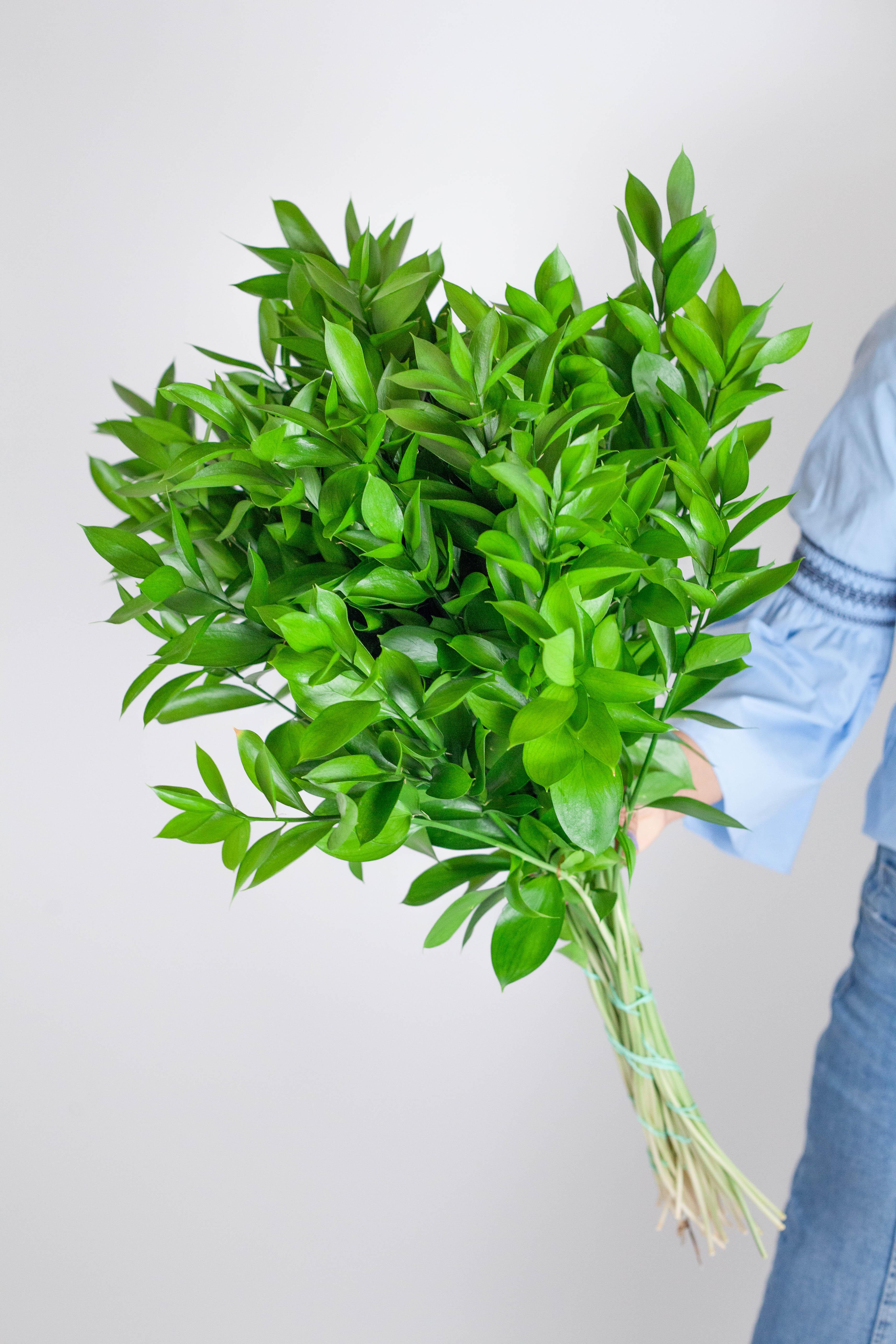 Wholesale Israeli Ruscus Stems – Hello Eucalyptus
