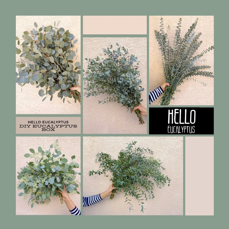 Shop Bulk Parvifolia Eucalyptus Bundles – Hello Eucalyptus