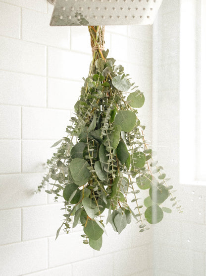 best shower plant to hang eucalyptus Buy Fresh Eucalyptus For Shower Bundle