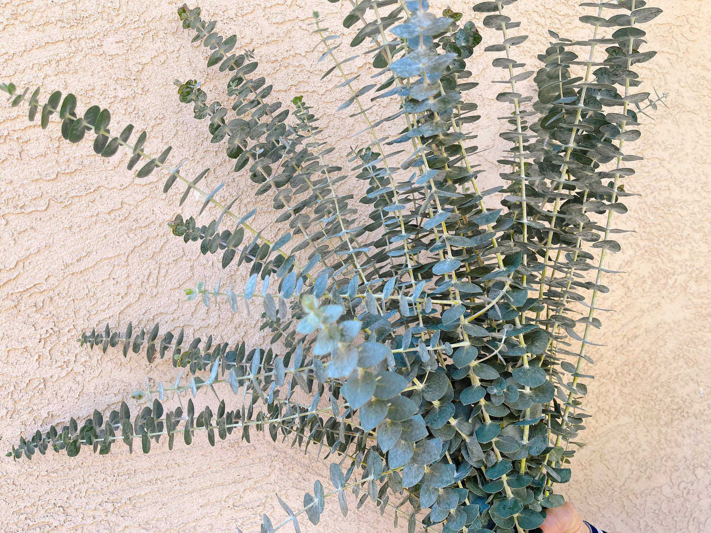 Bulk Spiral Baby Eucalyptus