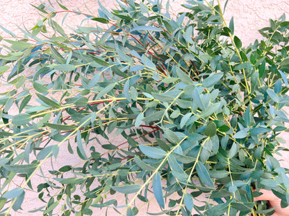 Bulk Parvifolia Eucalyptus