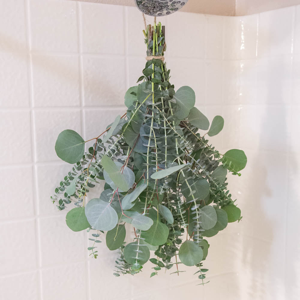 Buy Fresh Eucalyptus For Shower Bundle | Hanging Eucalyptus In Shower ...
