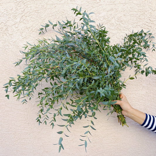 parvifolia eucalyptus
