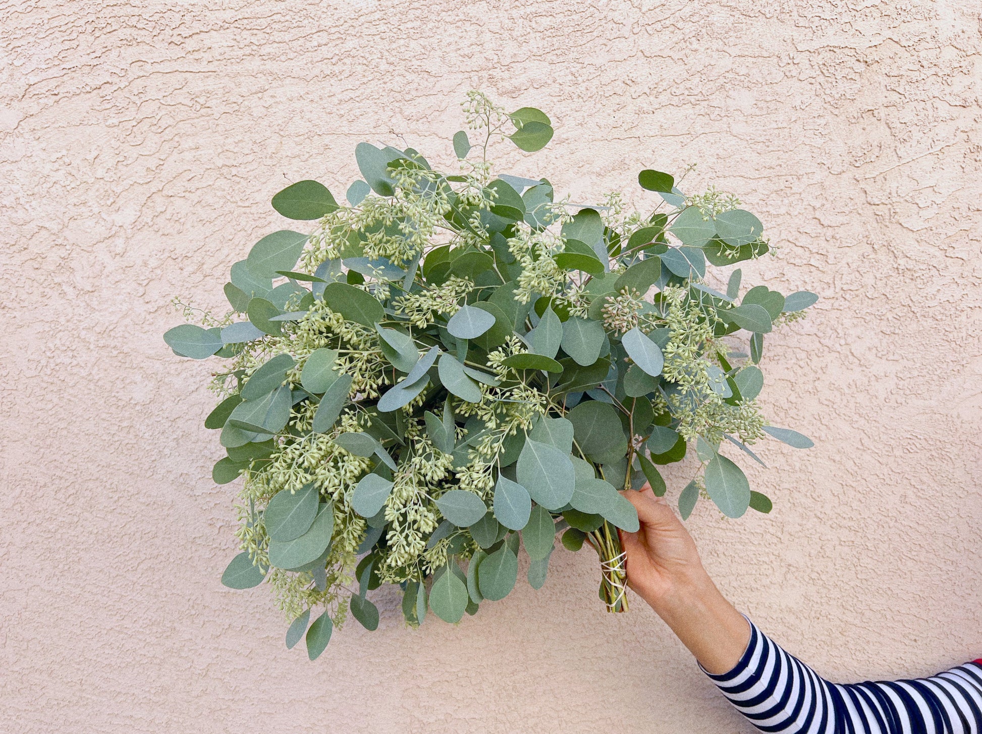 Shop Bulk Seeded Eucalyptus Wholesale Bundles Hello Eucalyptus