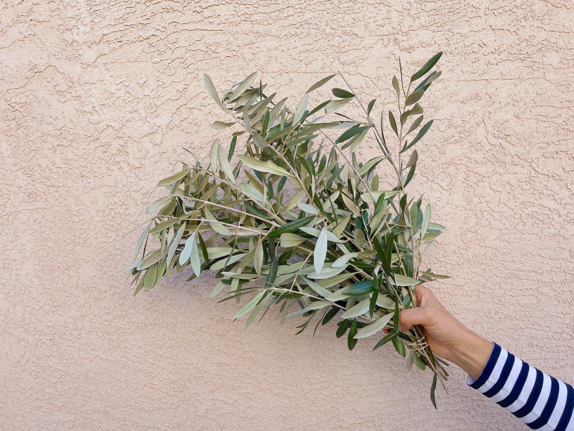 Real Olive Branch Bundle Fresh/Dry