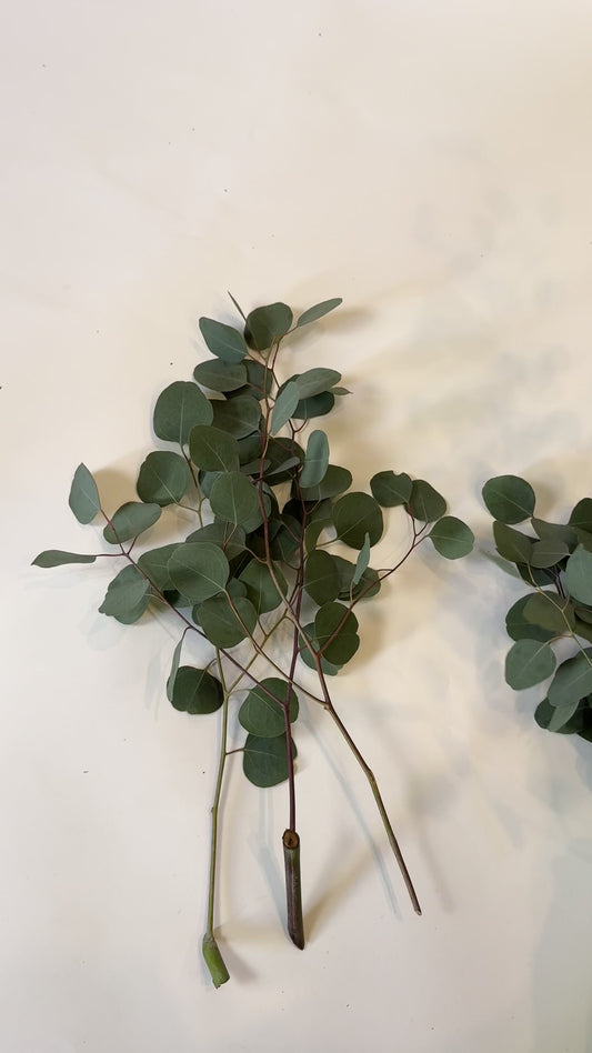 Bulk Silver Dollar Eucalyptus