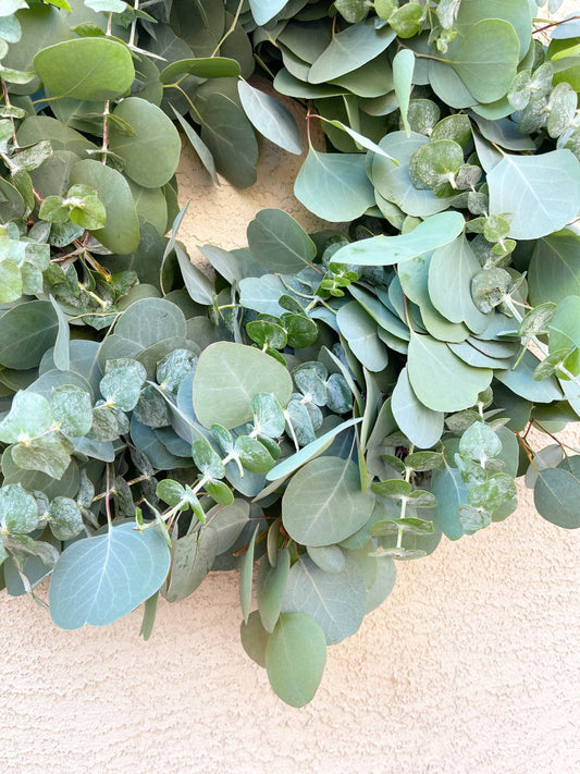 Shop Bulk Parvifolia Eucalyptus Bundles – Hello Eucalyptus