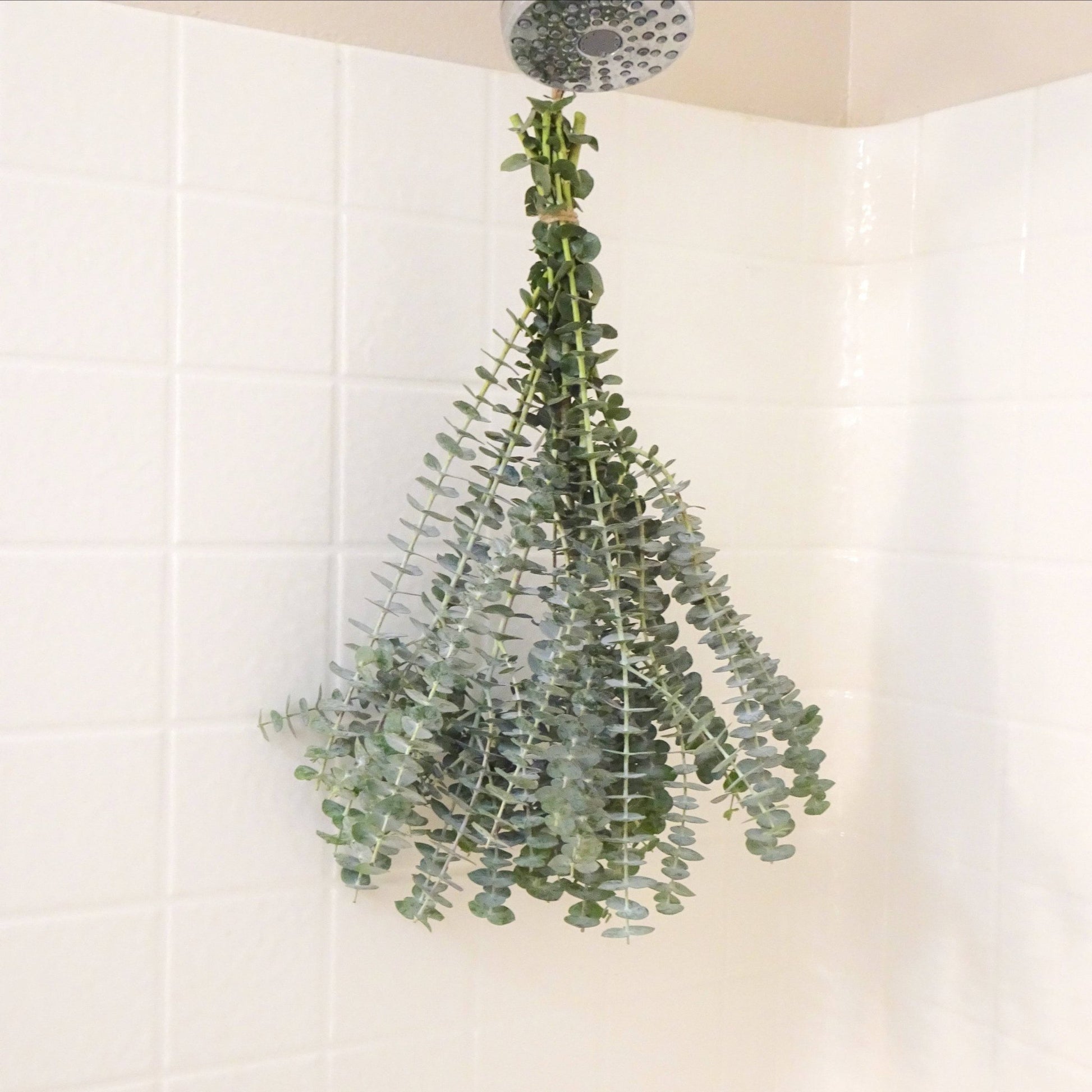 Eucalyptus in shower 