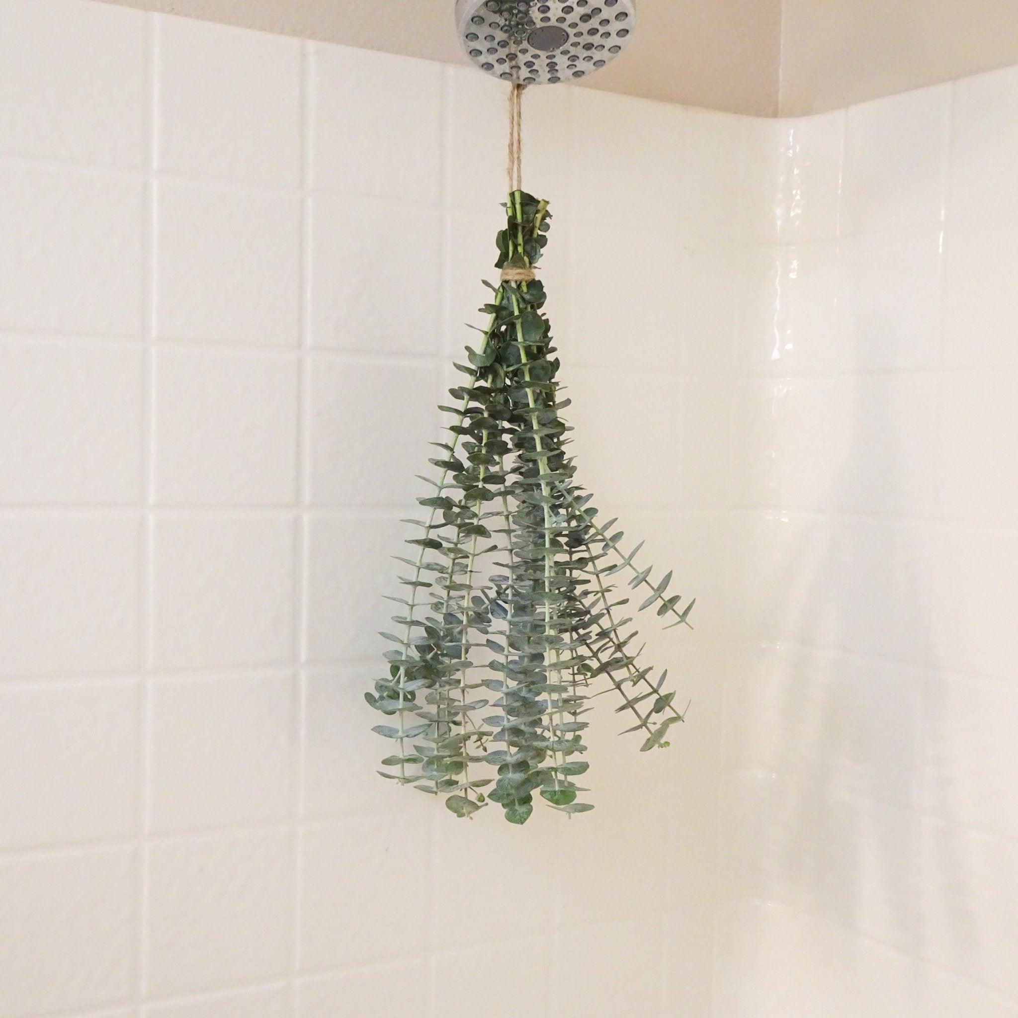 Fresh Shower Eucalyptus Bundle Buy Online Hello Eucalyptus Hello