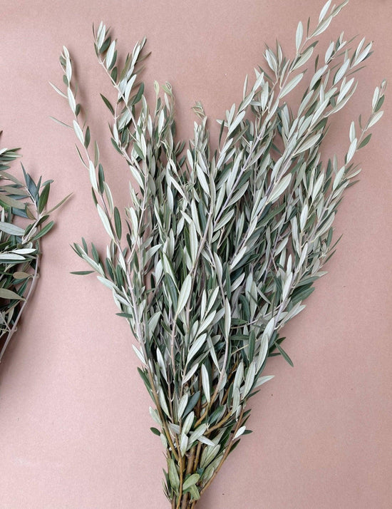 Real Olive Branches Fresh/Dry | Buy Online – Hello Eucalyptus