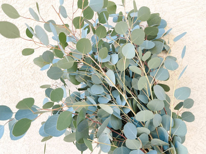 Silver Dollar Eucalyptus Bundle Fresh/Dried | Wedding Foliage Greenery - Hello Eucalyptus